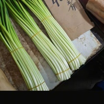 蒜苔大量上市冷库蒜苔白帽蒜苔红帽电商蒜苔