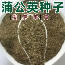 农场直销大叶蒲公英新种子，发芽率高，全国发货，欢迎进店