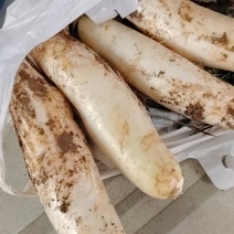 白萝卜，10000多斤。又大又甜的白萝卜