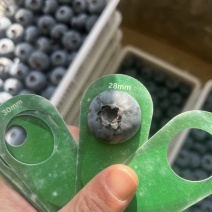 [牛]山东L25蓝莓大量上市产地直供大量有货质量保证一手货源