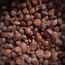 山茶籽