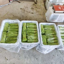 精品芦蒿欢迎北上广的大佬下单。