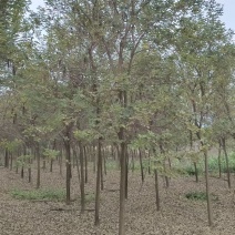 黄花风铃木