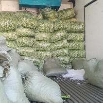 湖北红菜苔，白菜苔大量有货，欢迎订单