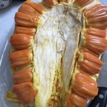 印泥红菠萝蜜苗半干湿果肉蜜甜带营养杯发货