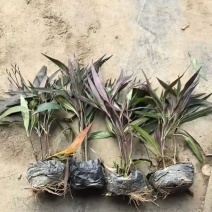观花植物翠芦莉大杯、120杯，基地有量，欢迎来一亩田订购