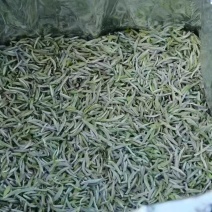 福鼎白毫银针