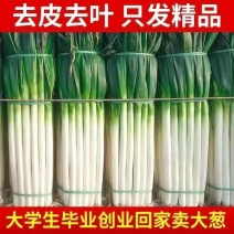 铁杆大葱货量大发全国耐运输