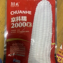 京科糯2000E白糯玉米种子大棒耐热口感好好管理