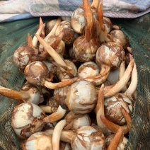 云南精品茨菇大量上市电商市场欢迎来电合作