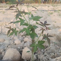 药食同源七叶覆盆子苗