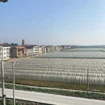 湖北阳新宝塔芦蒿种植基地、产品质量稳定、价格合理！