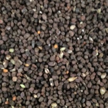[牛]宁夏银柴胡籽，颗粒饱满，自产自销，品质保证欢迎电询