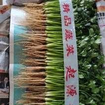 精品大叶香菜常年供应大量有货可视频看货详谈