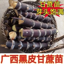 热卖一手货源黑甘蔗苗成活率高对接全国市场量大从优欢迎采购