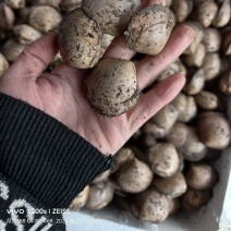 红贝朝鲜红贝鲜贝小贝壳小蛤蜊