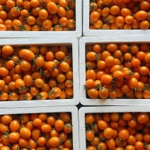 精品黄圣女果香芒皇后产地直发量大从优质量保证欢迎咨询
