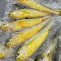 黄花鱼4-5两电商团购私域精品！！！！！！！！！！！