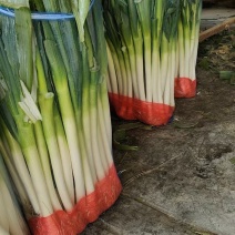 漳州大葱冷库出货