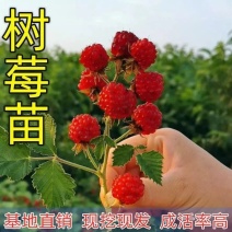 正宗覆盆子树莓苗双季红黄黑大果耐寒旱盆栽地栽当年结果