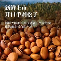新货华山松大开口松子支持电商一件代发批量拿货