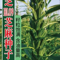 白芝麻种子中禧郑芝HL04中早熟白芝麻种子高产白芝麻种子
