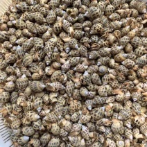 东风螺，新鲜上市，品质保证，量大从优，欢迎咨询
