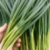大葱分葱大量上市，产地直发诚信实力代办，可视频看货
