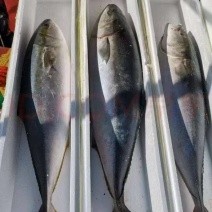 深海大鲅鱼，营养丰富，肉质鲜美。走亲访友首先。