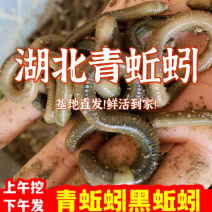 青黑蚯蚓.养殖基地直发，长年不断货，可视频看货。可供电商