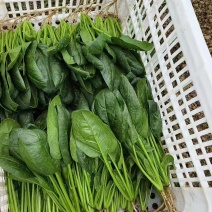 山东精品菠菜，热门产区直发，一手货源诚邀全国老板询购️。