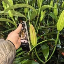 鲜花小镇玖源花卉