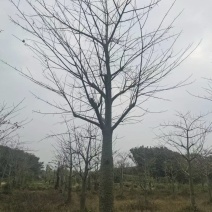大腹木棉