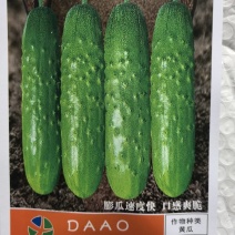 黄瓜种子吉品青脆310极早熟耐低温膨瓜速度快口感甜脆