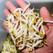 胖豆芽
