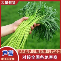 精品芦蒿，大量上市，支持视频看货，量大价优