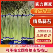 （精品）精品蒜薹，质优价廉，一吨起批，需要的客户联系
