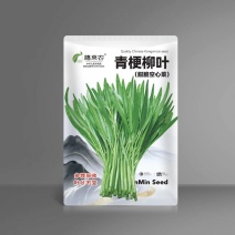 青梗柳叶空心菜种子尖叶阳台盆栽庭院田园空心菜种子