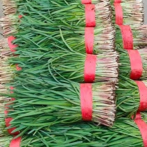 莱州红根韭菜开始上市！