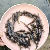 黄颡鱼苗皮毛靓活力基地直发保证成活率
