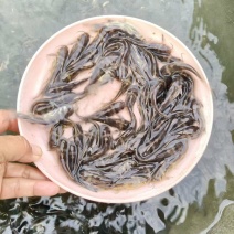 黄颡鱼苗皮毛靓活力基地直发保证成活率