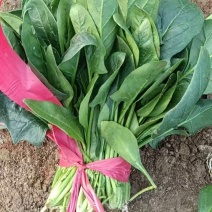 大量菠菜供应