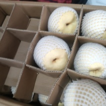 陕西蒲城优质贡梨大量出库供货中
