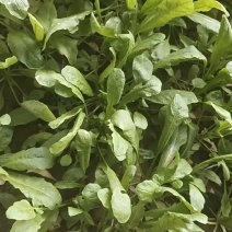 鲜荠菜（小棵15公分左右）10亩约25000斤