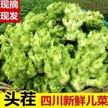 新鲜儿菜大量上市，产地直发，全国发货，欢迎进店沟通。