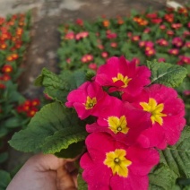 报春花
