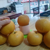 秋月梨