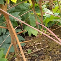 大通草苗