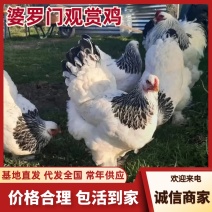 婆罗门观赏鸡/山东济宁直发/货源充足/欢迎购买