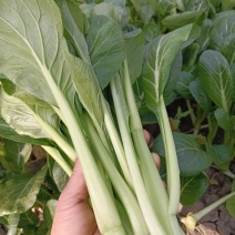 菜心大甩卖自产自销，见钱就卖，长年有货